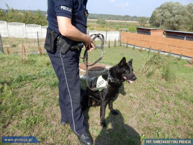 Pies do zadań specjalnych i nadzwyczajnych